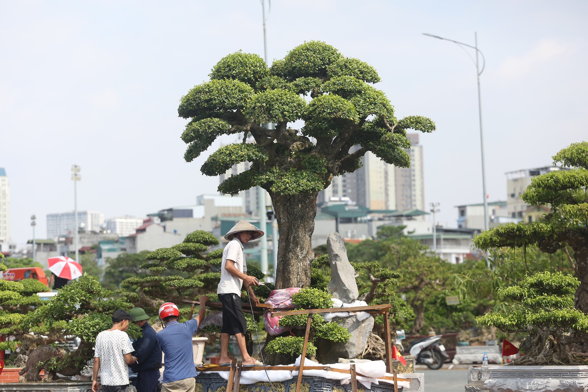 Chiêm ngưỡng những gốc sanh cổ, dáng lạ có giá chục tỷ đồng ở Hà Nội ảnh 21