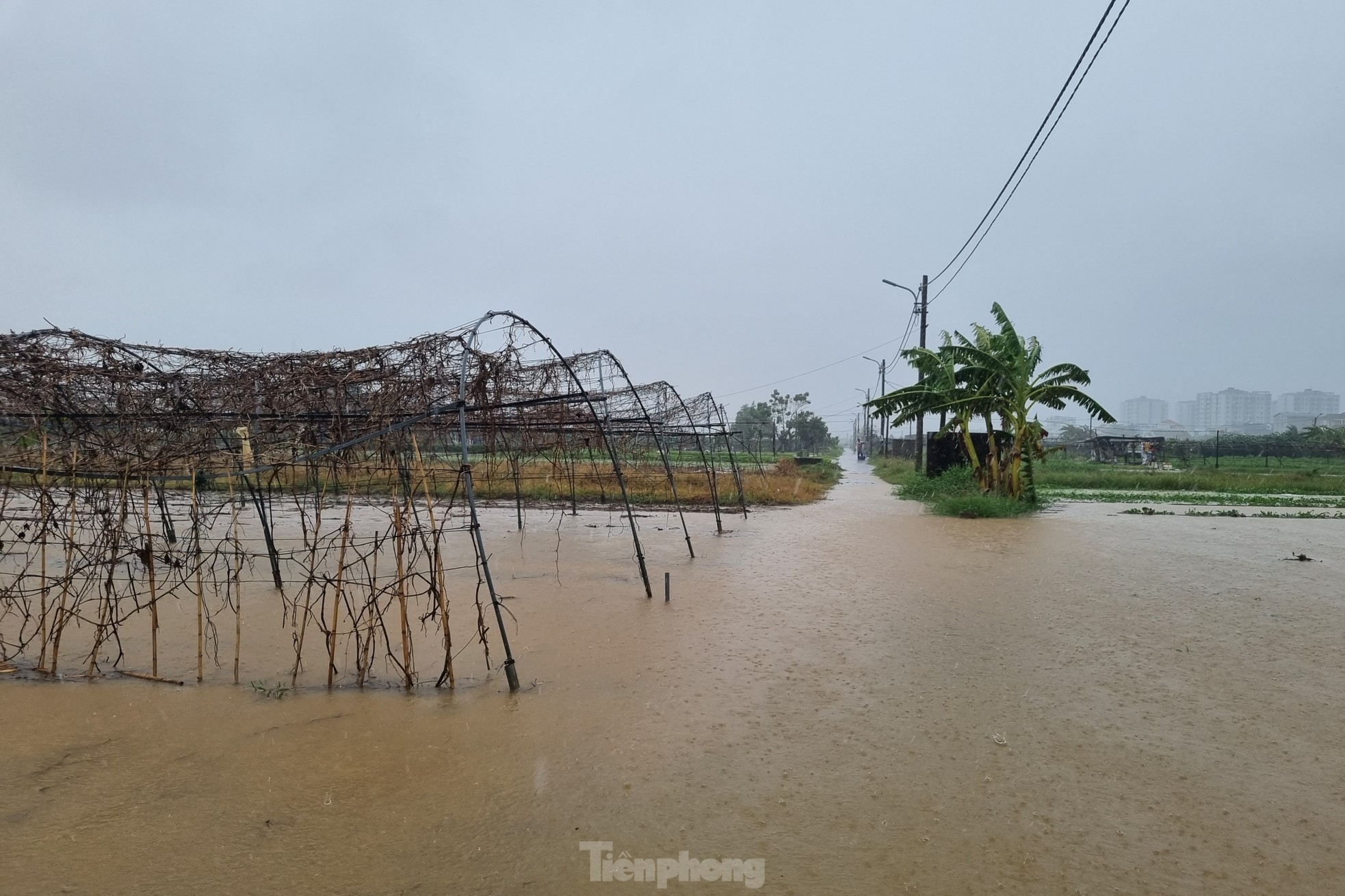 Nước bủa vây vùng rau lớn nhất Đà Nẵng sau mưa kéo dài, 'bà con không kịp trở tay' ảnh 5