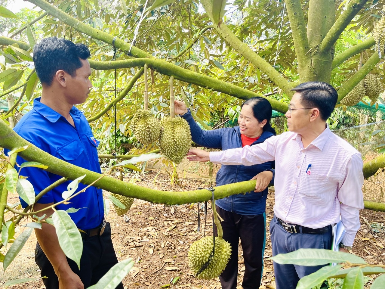 Gia đình chị Triệu Thị Phương (ở thôn Cao Bằng, xã Đắk Phơi, huyện Lắk) phấn khởi khi vườn sầu riêng đã bắt đầu cho lợi nhuận