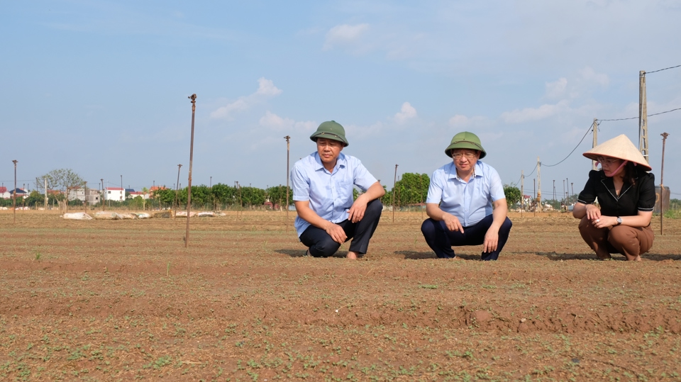 Hàng chục héc-ta rau màu tại huyện Mê Linh và toàn TP Hà Nội đã được gieo trồng vụ mới.