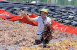 समुद्री शैवाल