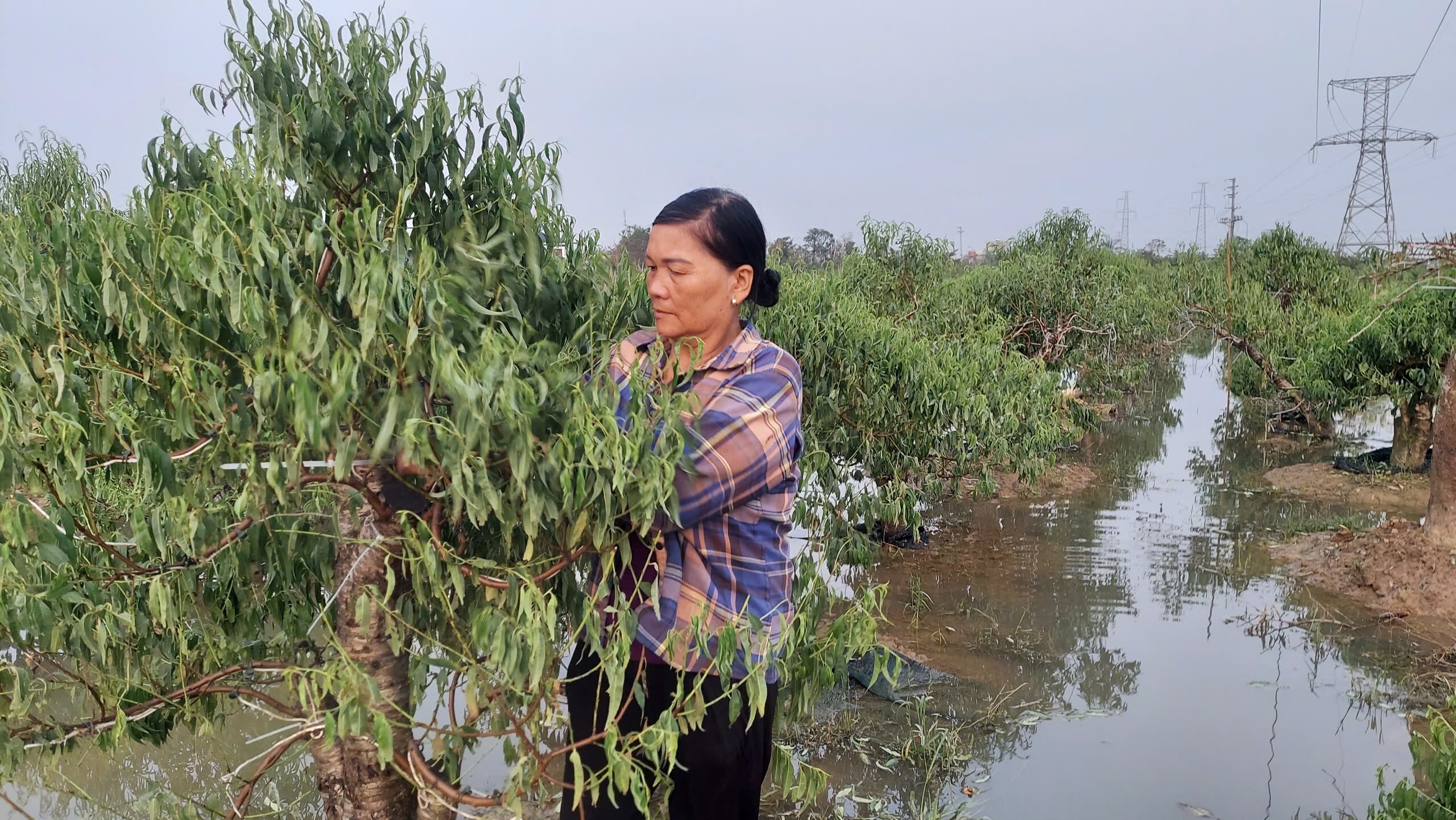 Hải Phòng triển khai chính sách hỗ trợ sản xuất nông nghiệp cho người dân bị thiệt hại do cơn bão số 3 Yagi- Ảnh 2.