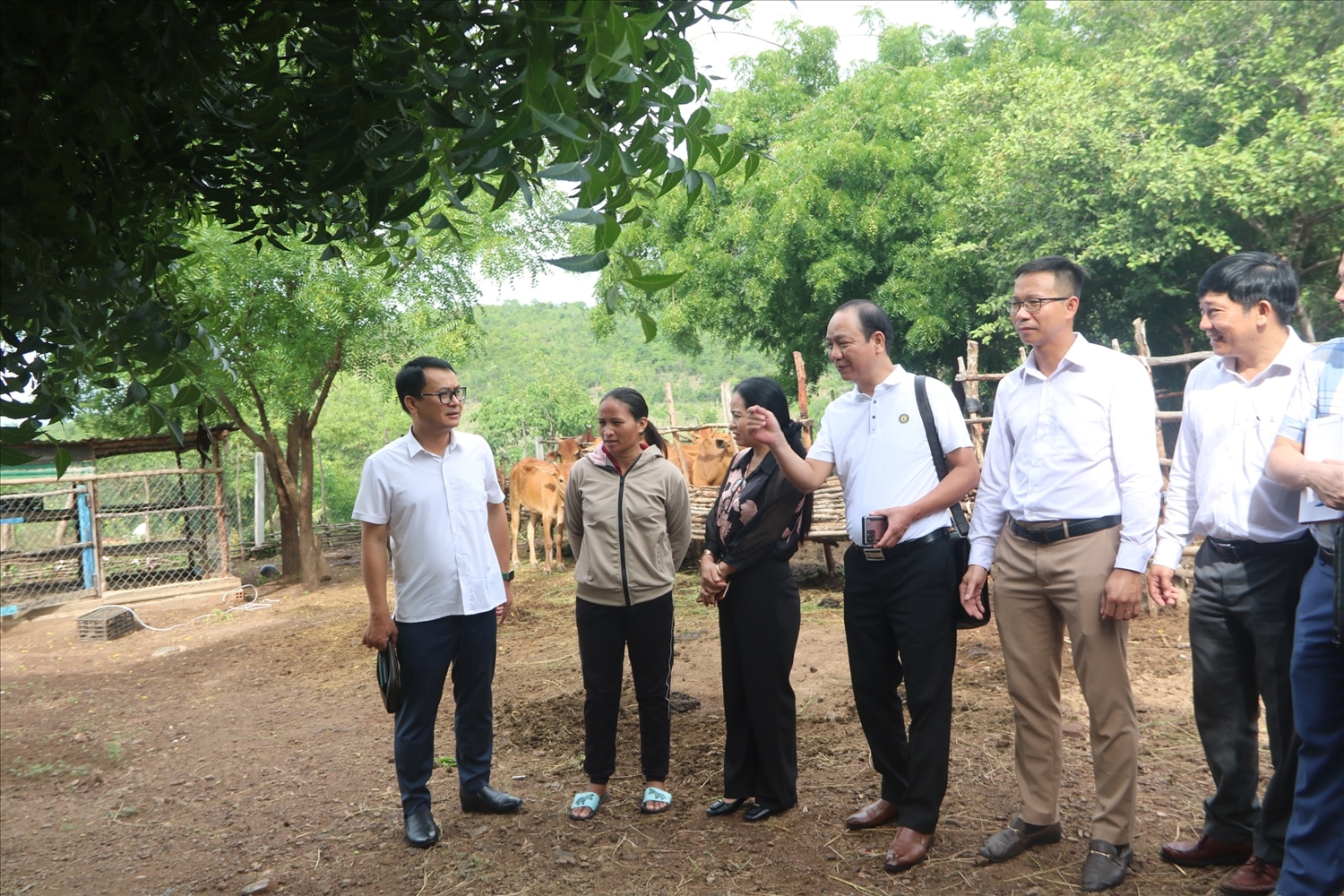 Đoàn công tác kiểm tra mô hình hỗ trợ vật nuôi ở Bác Ái.