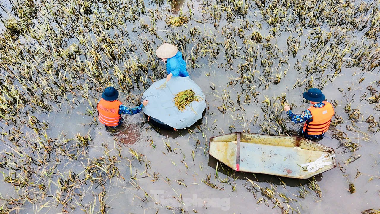 Chiến sỹ Trung đoàn tên lửa ngâm mình gặt lúa giúp dân vùng rốn lũ Chương Mỹ ảnh 5