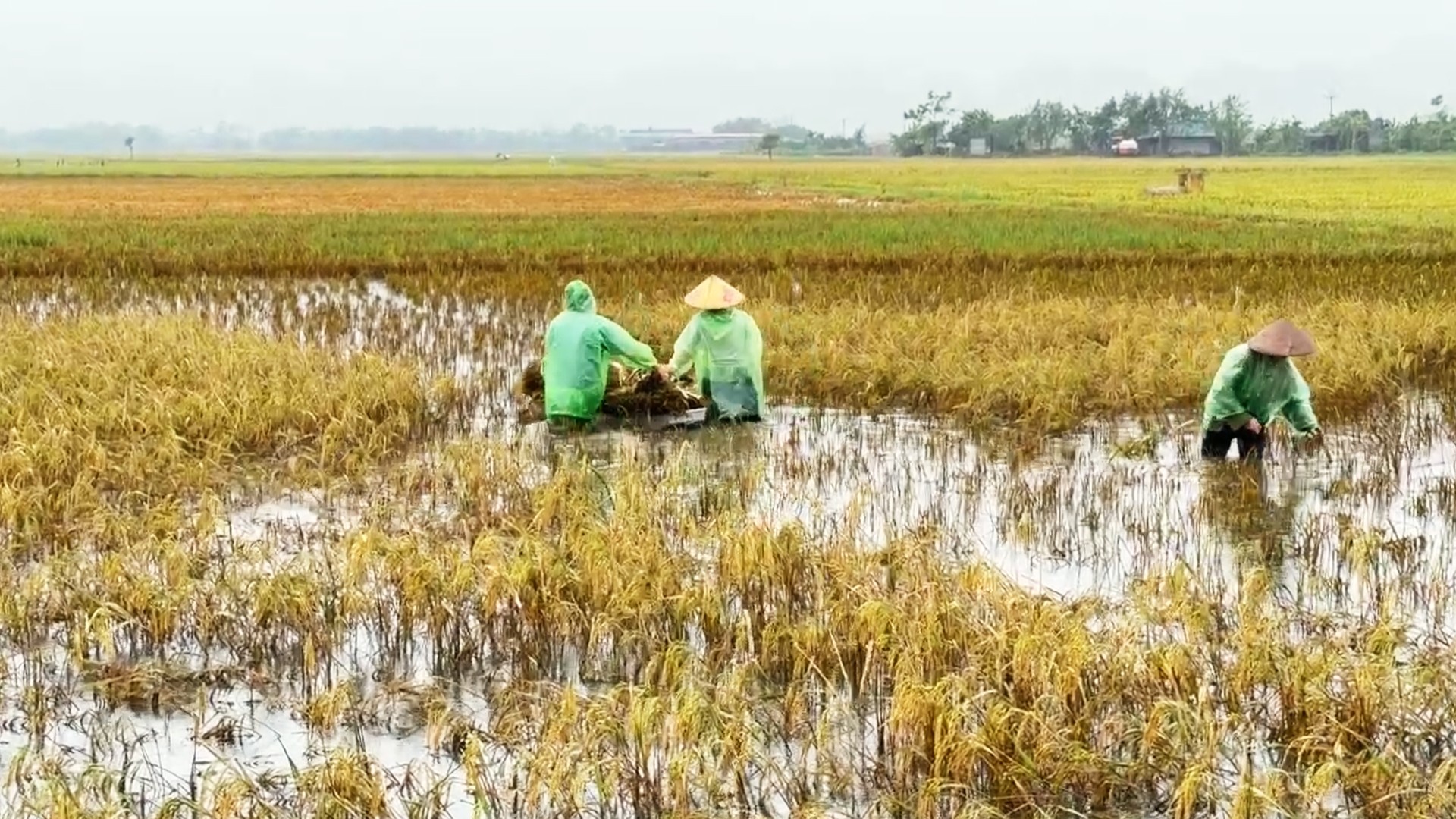 Chiến sỹ Trung đoàn tên lửa ngâm mình gặt lúa giúp dân vùng rốn lũ Chương Mỹ ảnh 15