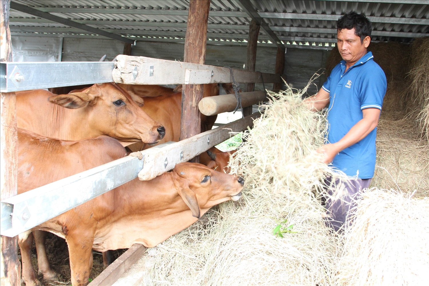 Ông Sầm Văn Xá, thôn Bỉnh Nghĩa, xã Bắc Sơn chăm sóc những con bò được hỗ trợ từ nguồn vốn Dự án 1 Chương trình 1719.