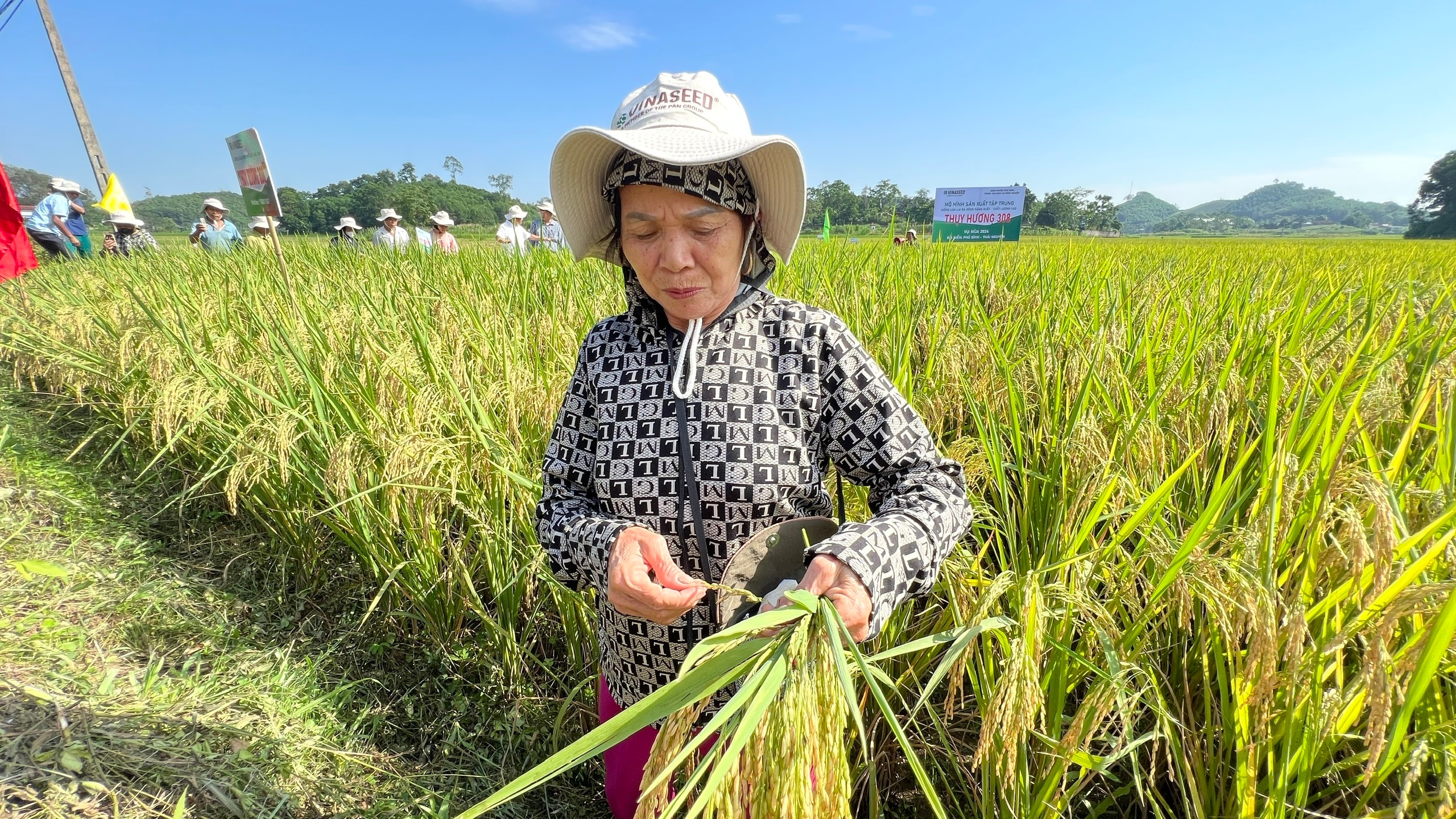 Thái Nguyên: Nông dân mong muốn được mở rộng diện tích giống lúa Thụy Hương 308- Ảnh 2.