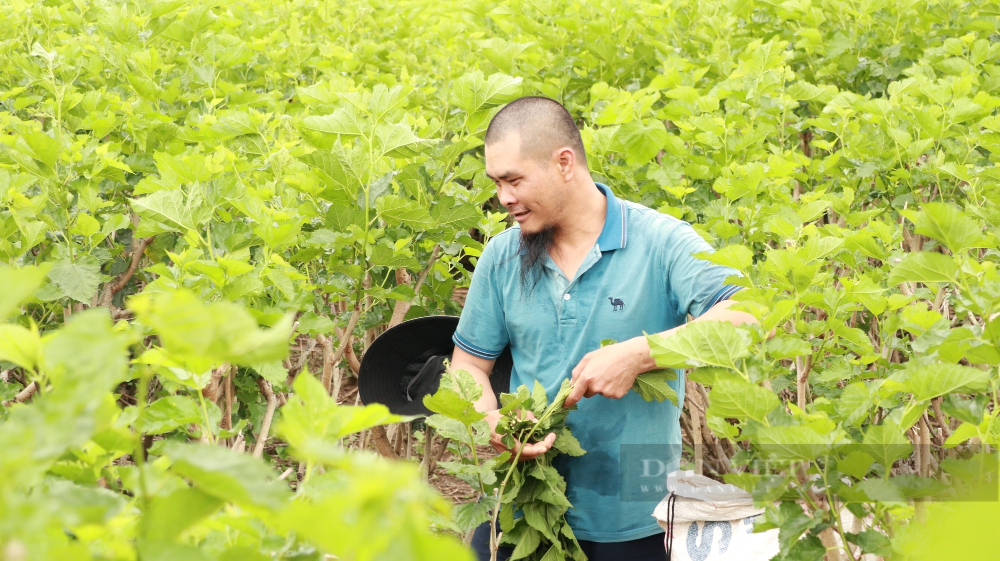 Có thu nhập chục triệu mỗi tháng nhưng người dân đang “sợ” loại bệnh này trên con tằm - Ảnh 2.