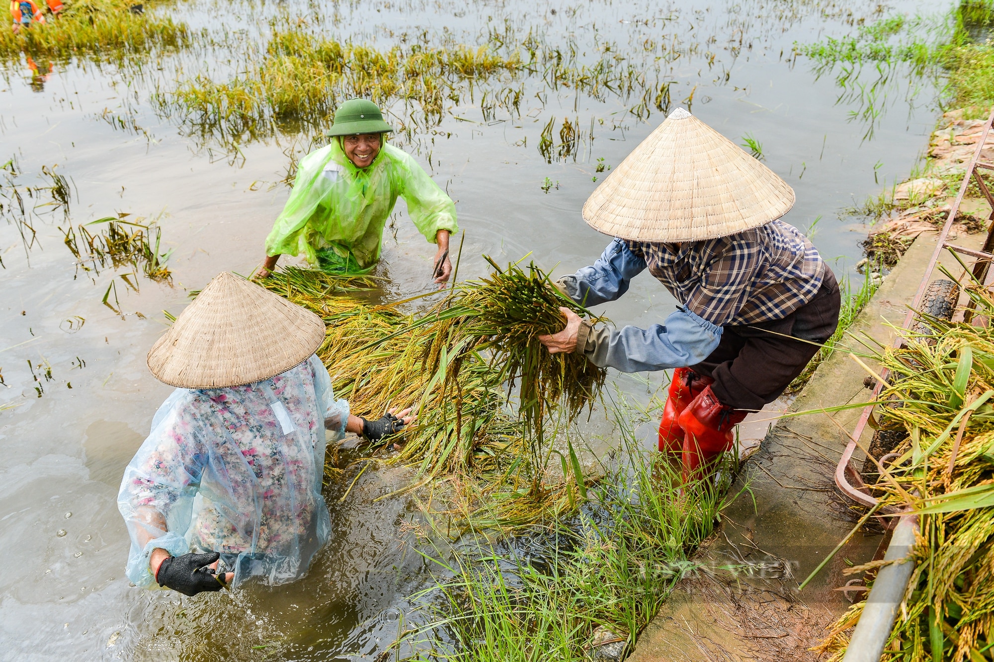 Người dân vùng rốn lũ Chương Mỹ ngâm mình dưới nước sâu hàng mét cứu vớt số lúa còn sót lại sau hoàn lưu bão - Ảnh 6.