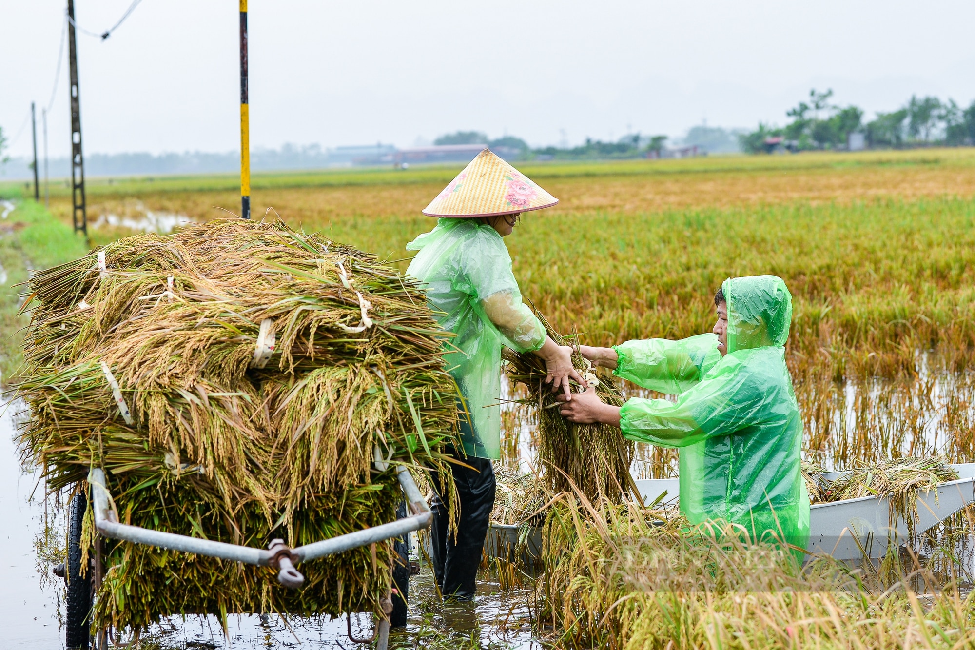 Người dân vùng rốn lũ Chương Mỹ ngâm mình dưới nước sâu hàng mét cứu vớt số lúa còn sót lại sau hoàn lưu bão - Ảnh 7.