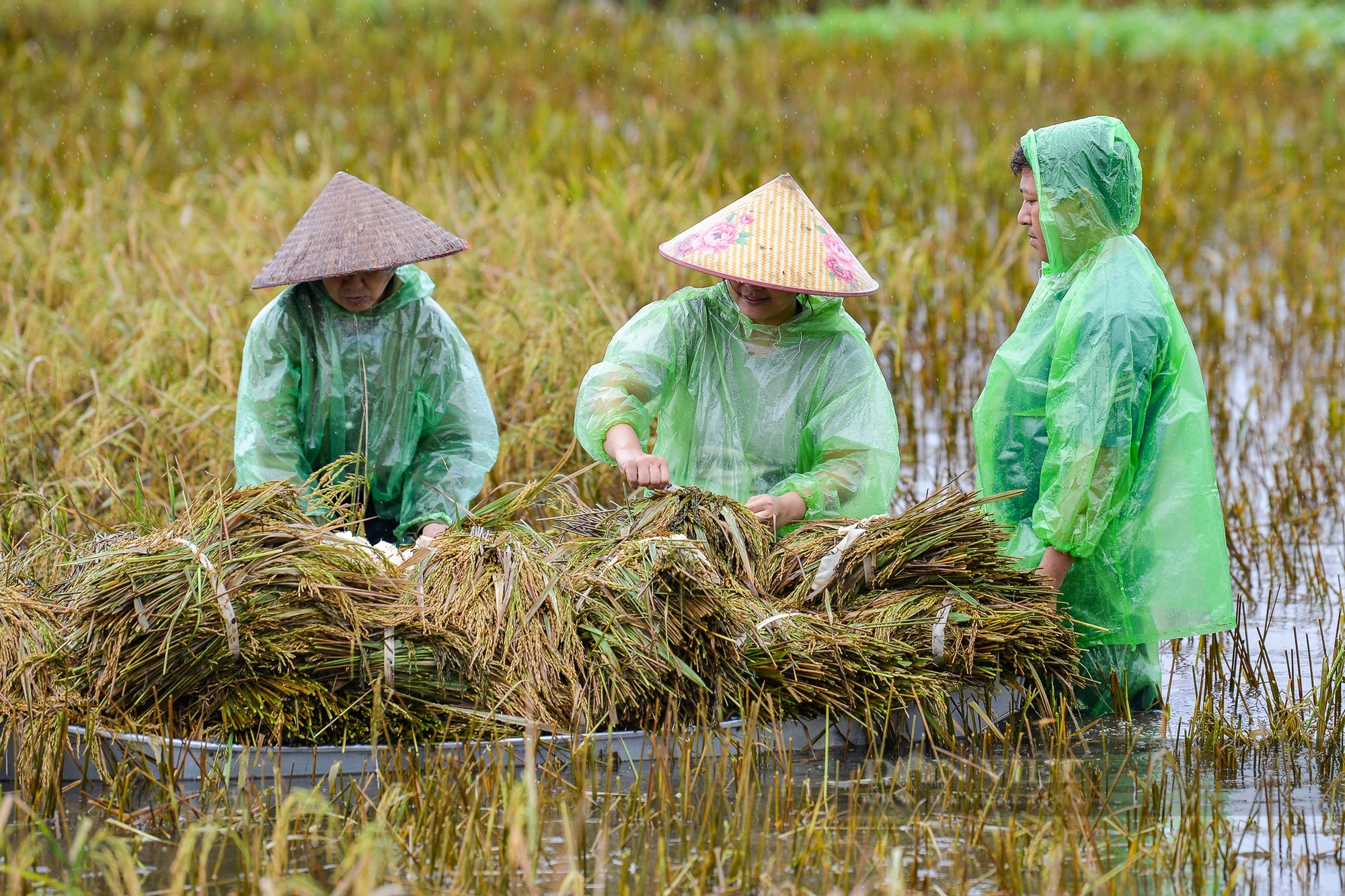 Người dân vùng rốn lũ Chương Mỹ ngâm mình dưới nước sâu hàng mét cứu vớt số lúa còn sót lại sau hoàn lưu bão - Ảnh 8.