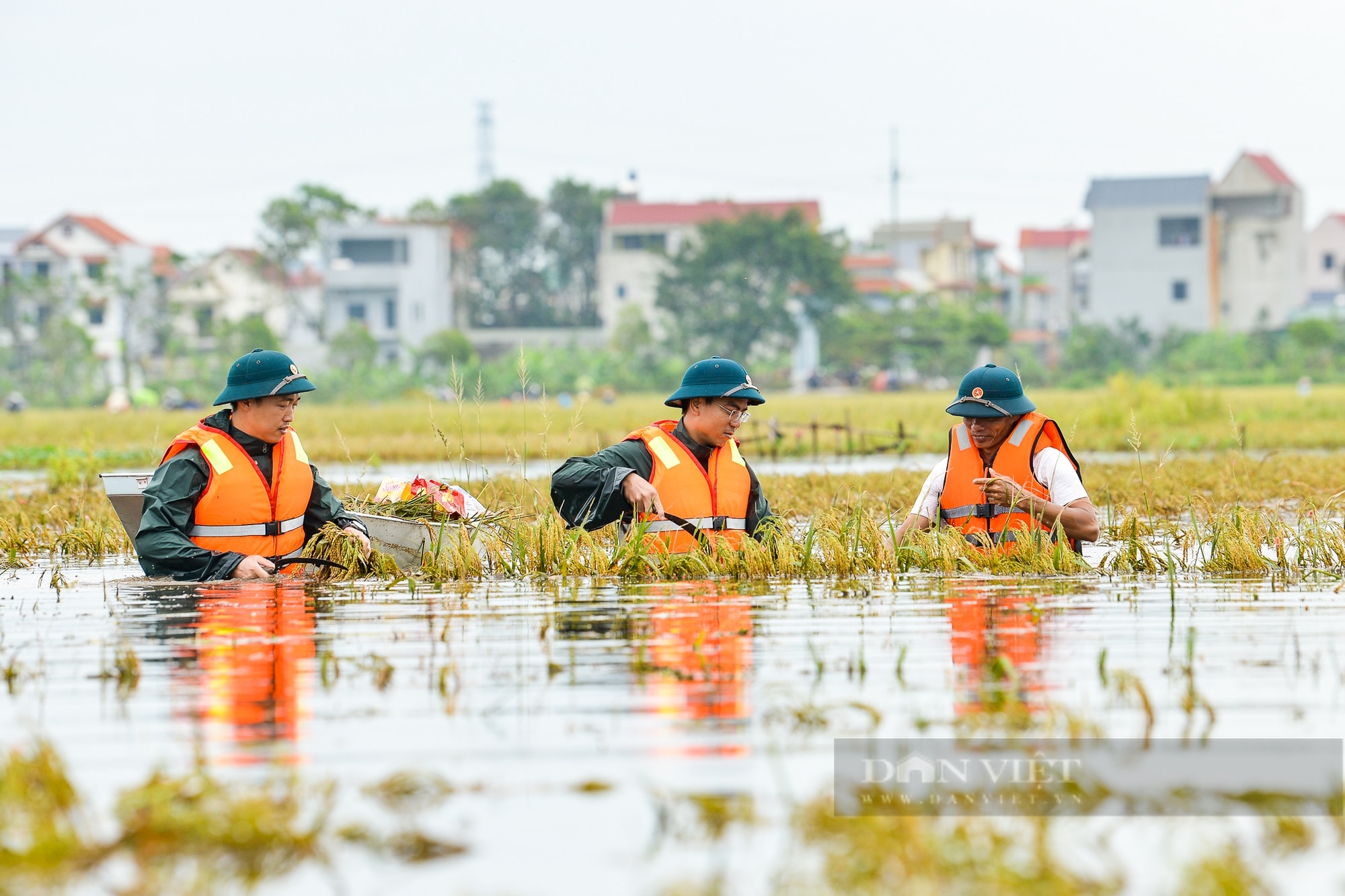 Người dân vùng rốn lũ Chương Mỹ ngâm mình dưới nước sâu hàng mét cứu vớt số lúa còn sót lại sau hoàn lưu bão - Ảnh 10.