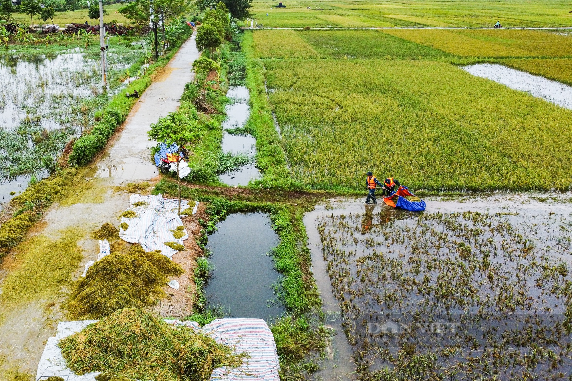 Người dân vùng rốn lũ Chương Mỹ ngâm mình dưới nước sâu hàng mét cứu vớt số lúa còn sót lại sau hoàn lưu bão - Ảnh 13.