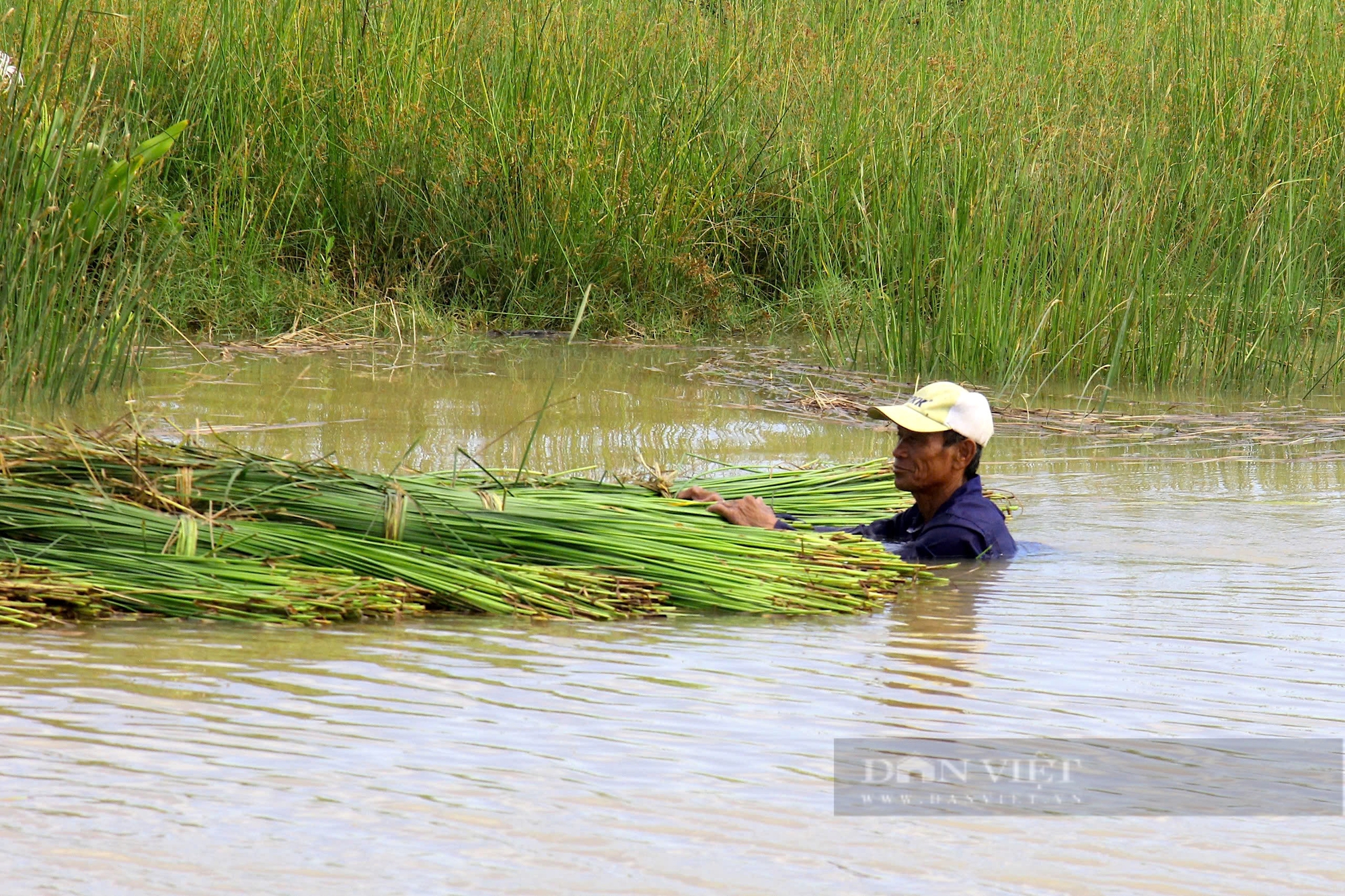 Độc đáo nghề trồng cây cói chỉ có nơi “ốc đảo” giữa dòng Lam Giang, Nghi Xuân, Hà Tĩnh - Ảnh 2.