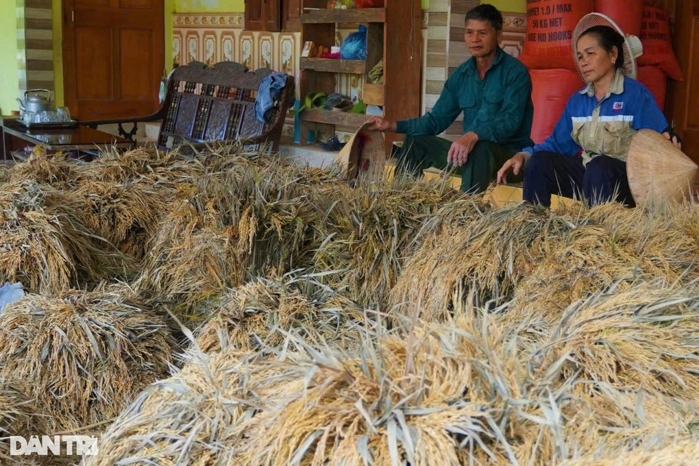 130ha lúa tan hoang sau lũ, xã nghèo thiệt hại 10 tỷ đồng - 2