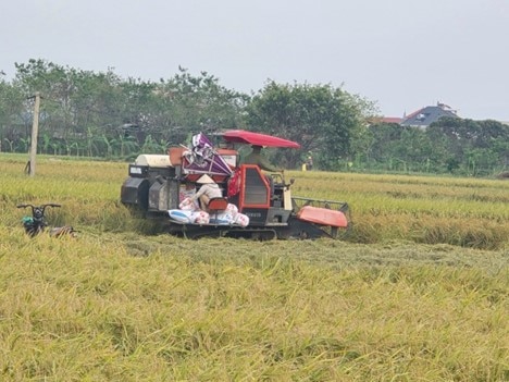 Bà con nông dân đang gặt lúa trên cánh đồng làng. Ảnh Vĩnh Quân