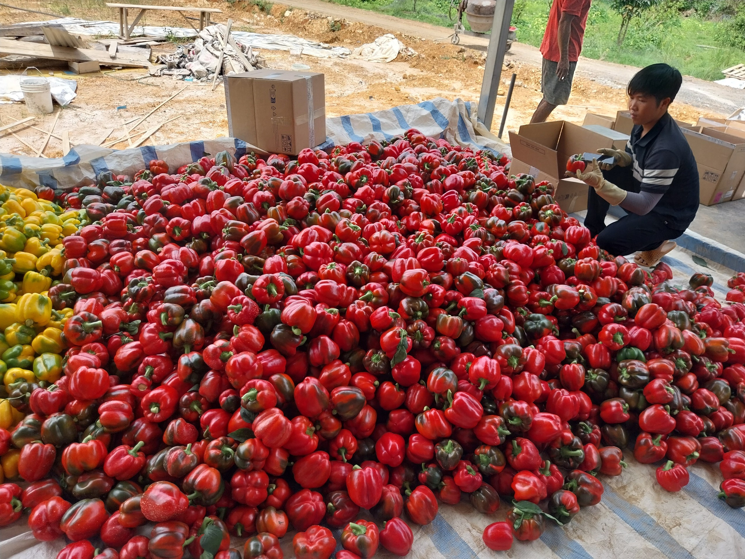 Vườn trồng ớt công nghệ cao ở một huyện nghèo của Lâm Đồng đẹp như phim, trái chín đỏ cây- Ảnh 5.