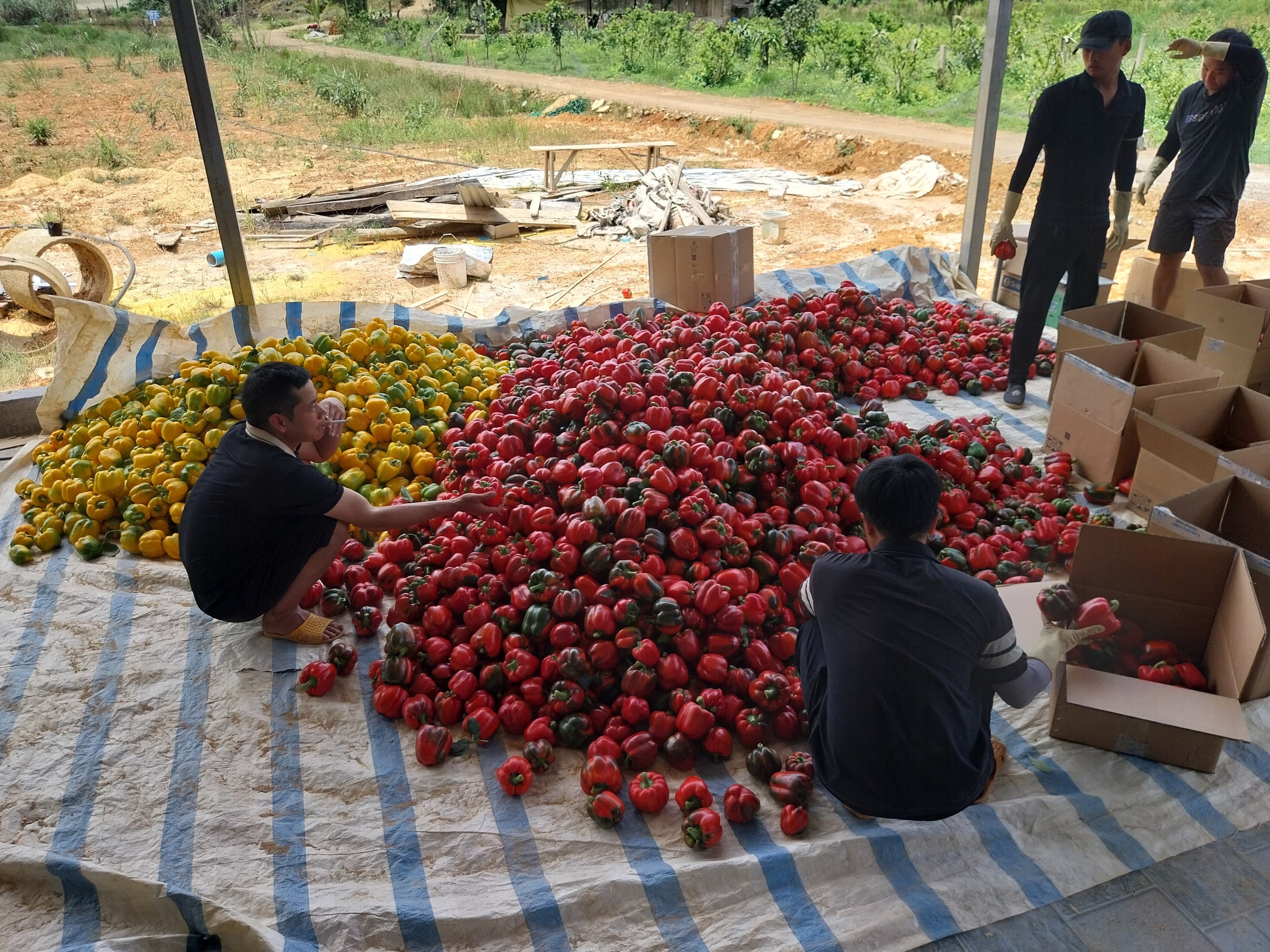 Vườn trồng ớt công nghệ cao ở một huyện nghèo của Lâm Đồng đẹp như phim, trái chín đỏ cây- Ảnh 7.