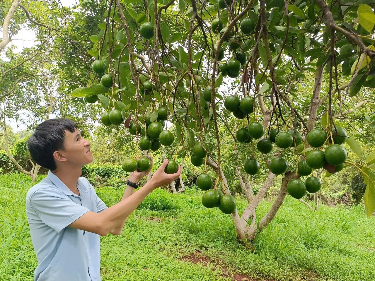 Gia đình ông bà Lưu Thị Thu Thảo (ở ấp 6, xã Lộc An, huyện Lộc Ninh), vui mừng phấn khởi bên vườn bơ và ổi, cho thu nhập khoảng 120 triệu đồng/năm, do được đầu tư nguồn vốn vay 50 triệu đồng từ Chi nhánh NHCSXH huyện Lộc Linh.