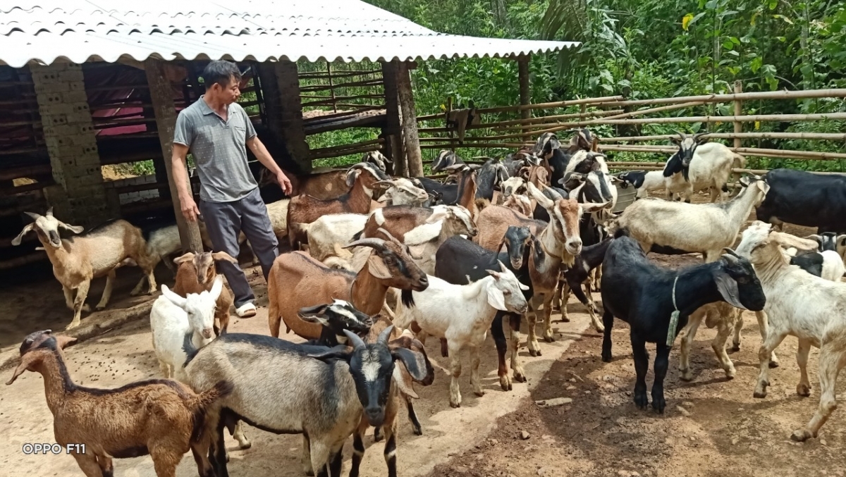 Nhiều hộ nghèo ở trên địa bàn huyện Như Thanh được hỗ trợ từ nguồn vốn phát triển sản xuất 