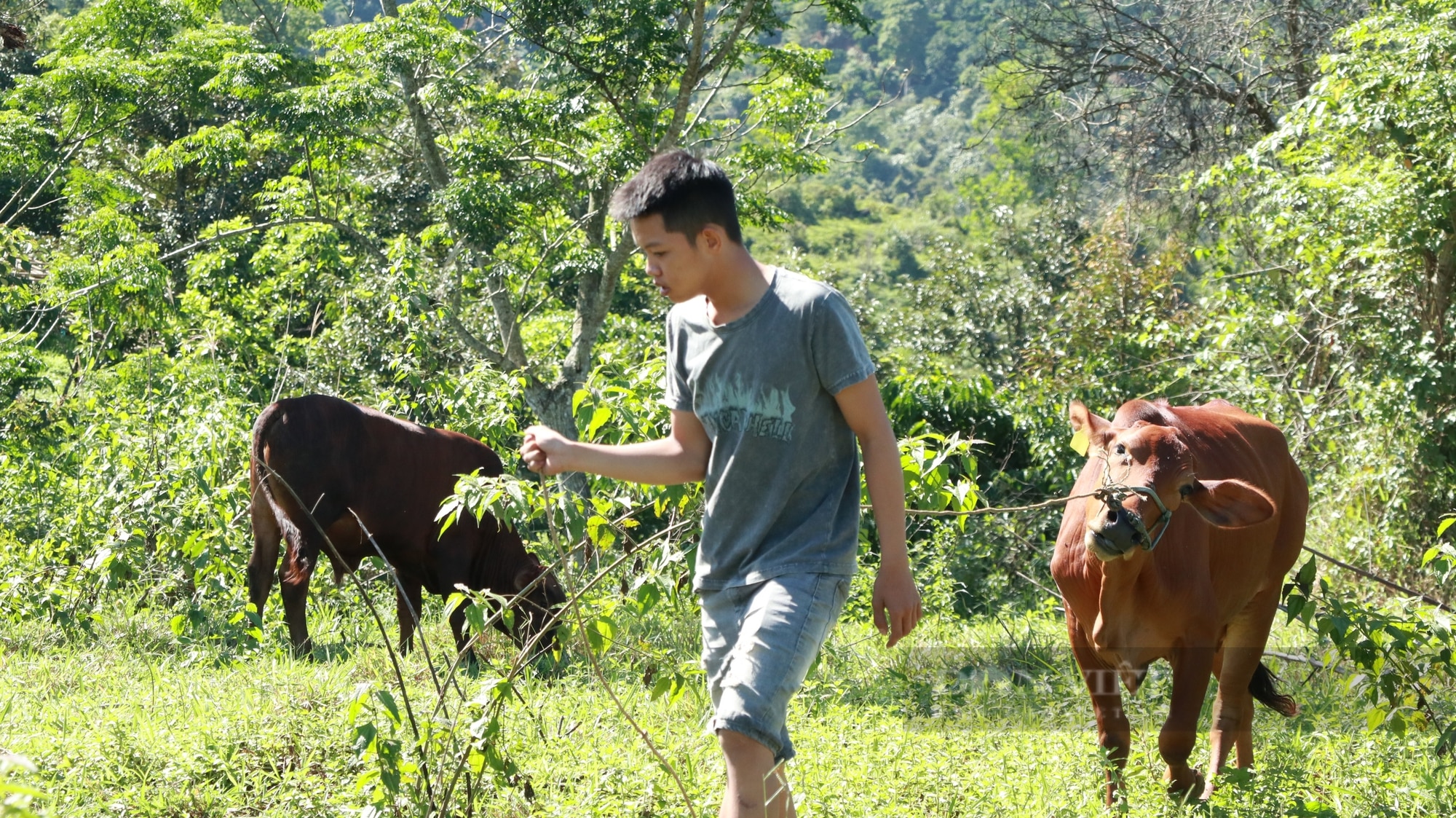 Hàng tỷ đồng để tạo sinh kế, bò giống trao tận tay người nghèo ở TP. Bảo Lộc (Lâm Đồng) - Ảnh 2.