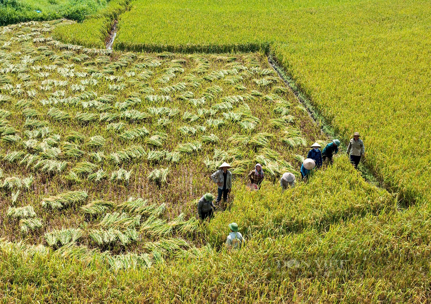 Vẻ đẹp ruộng bậc thang sau cơn lũ ở vùng cao Lào Cai  - Ảnh 10.