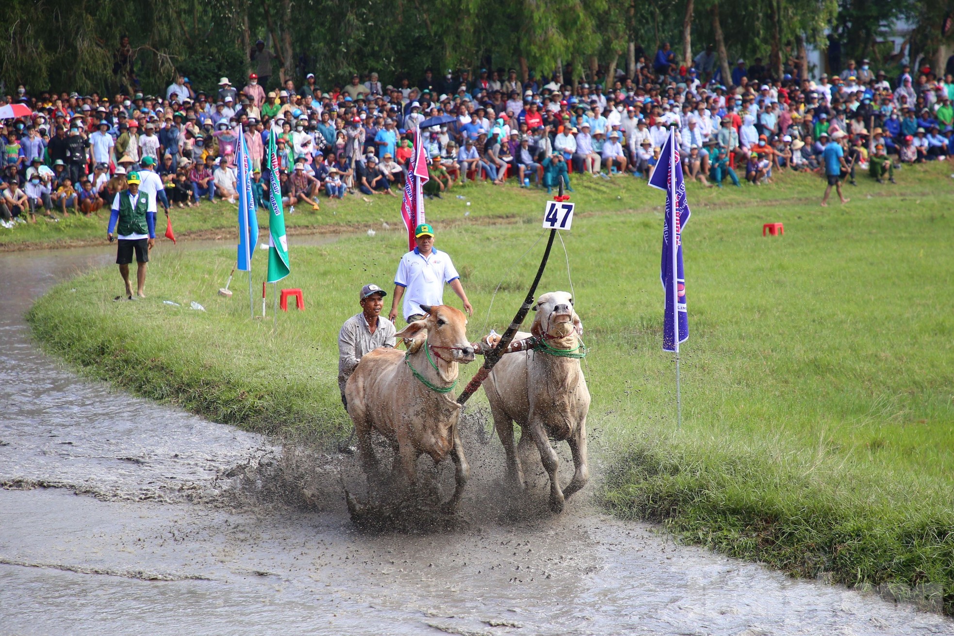 Gay cấn màn tranh tài đua bò Thất Sơn ở An Giang ảnh 3