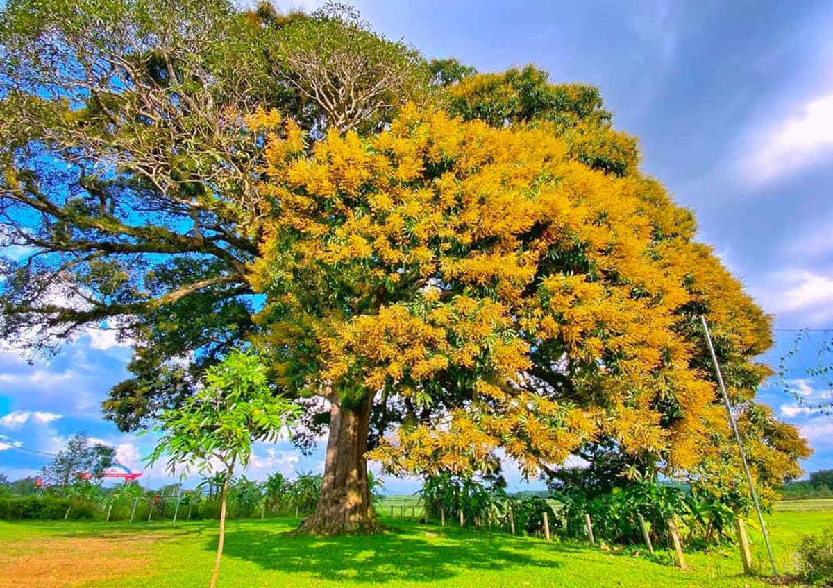 What is special about the 45 ancient trees recognized as Vietnam ...