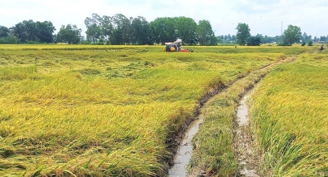 Bạc Liêu có hơn 8.000 ha lúa bị sập do ảnh hưởng bão