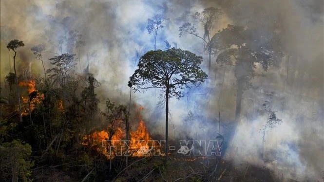 Brazil: số vụ cháy rừng tại Amazon tăng mạnh