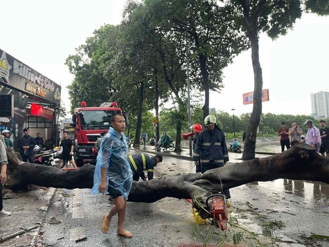 Cây xanh gãy đổ do bão Yagi, phải phục hồi mảng xanh Hà Nội