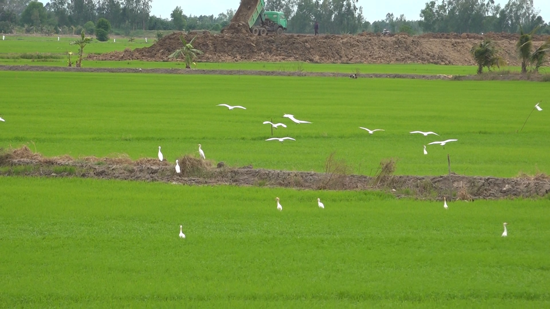 Một cánh đồng mênh mông cạnh khu rừng nổi tiếng ở Đồng Tháp vừa xuất hiện vô số loài động vật hoang dã này - Ảnh 1.