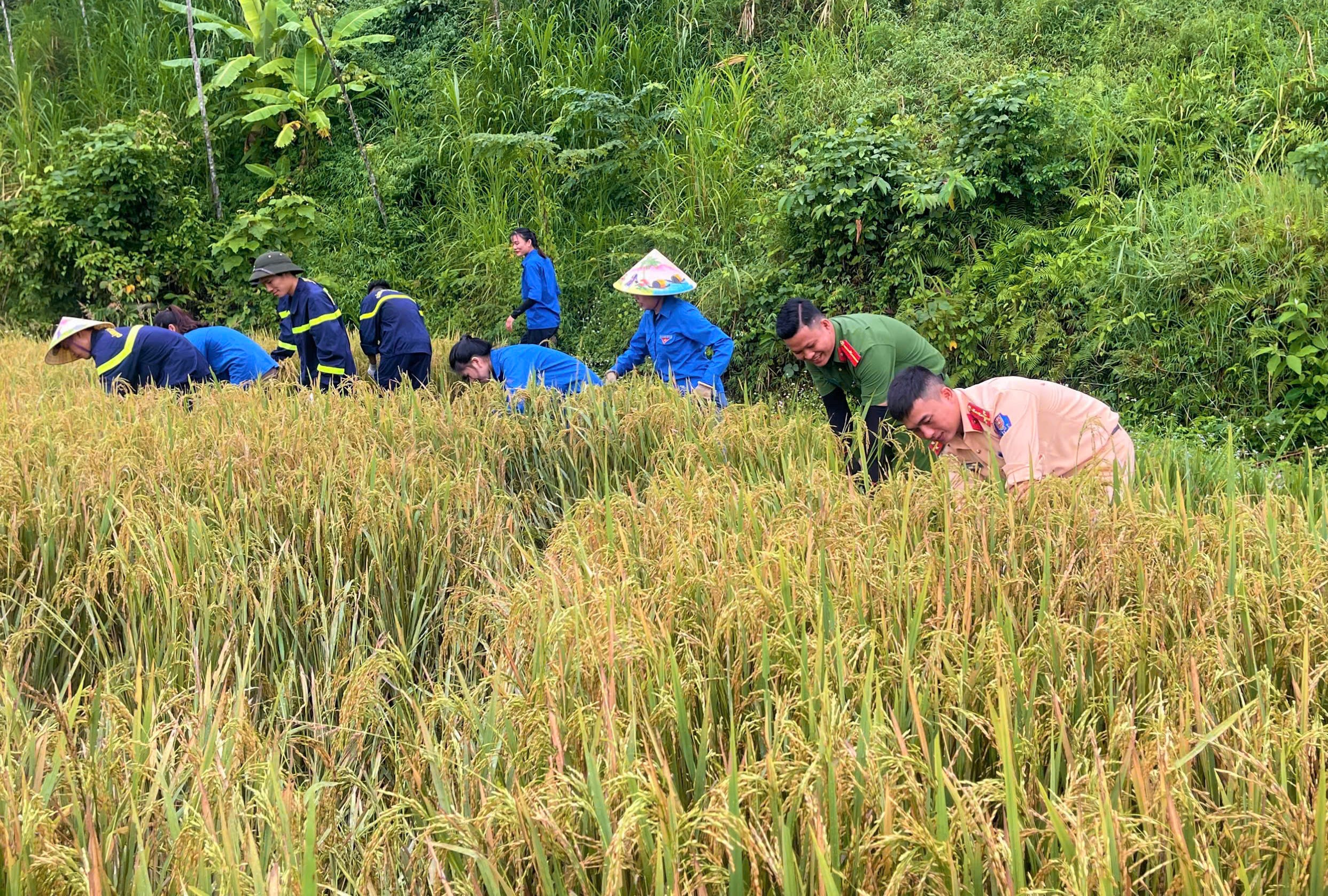 Nghệ An: Công an, cảnh sát, thanh niên xuống đồng giúp dân thu hoạch lúa hè thu 