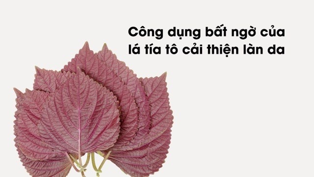 Công dụng bất ngờ của lá tía tô cải thiện làn da