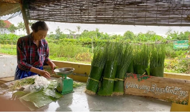 Cũng trồng rau thôi, mà ở nơi này của Huế, nông dân trồng kiểu gì mà trước bán khó, sau bán càng dễ hơn? - Ảnh 1.