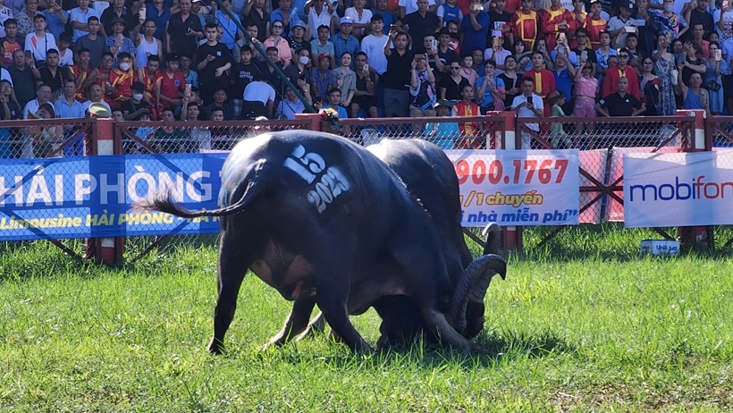 doi hoi choi trau do son 2024 den ngay 21 9 hinh 1