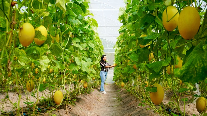 Trang trại dưa lưới hữu cơ của chị Hạnh trên vùng đất nóng Tây Ninh. Ảnh: Trần Trung.