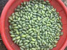 zelené hrozny 374.jpg