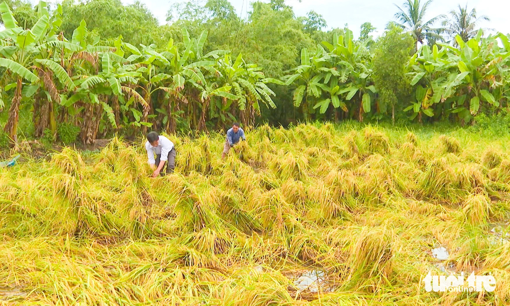 Hơn 600 ha lúa hè thu ở Cà Mau, Kiên Giang bị ảnh hưởng do mưa lớn kéo dài - Ảnh 1.