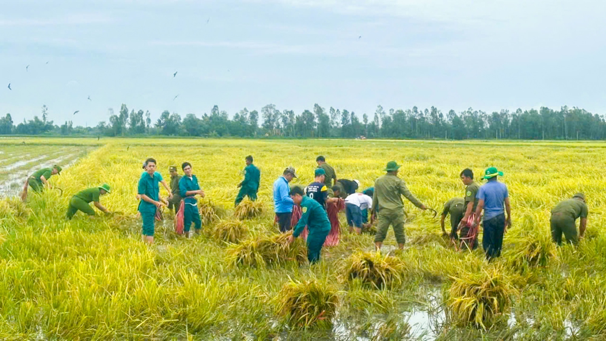 Hơn 600ha lúa hè thu ở Cà Mau, Kiên Giang bị ảnh hưởng do mưa bão - Ảnh 3.