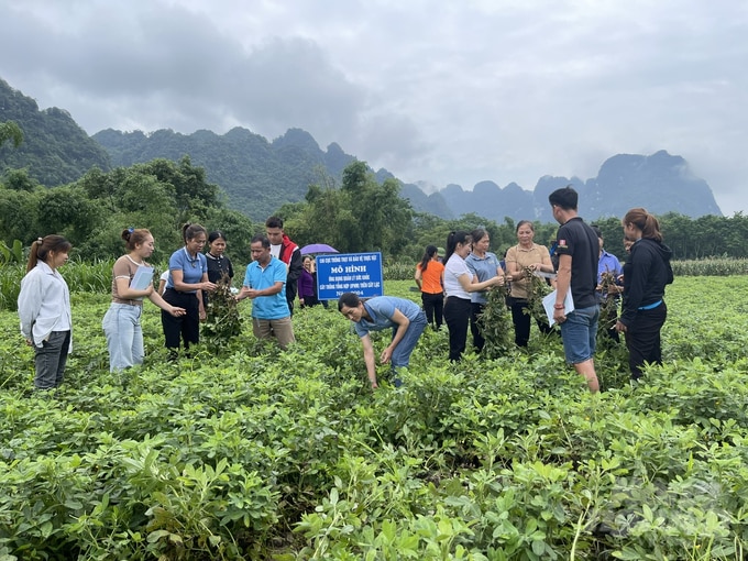 Sản phẩm lạc trồng theo hướng hữu cơ của HTX Nông lâm nghiệp Thổ Bình được thị trường ưa chuộng vì sản phẩm sạch và chất lượng thơm ngon. Ảnh: Đào Thanh.