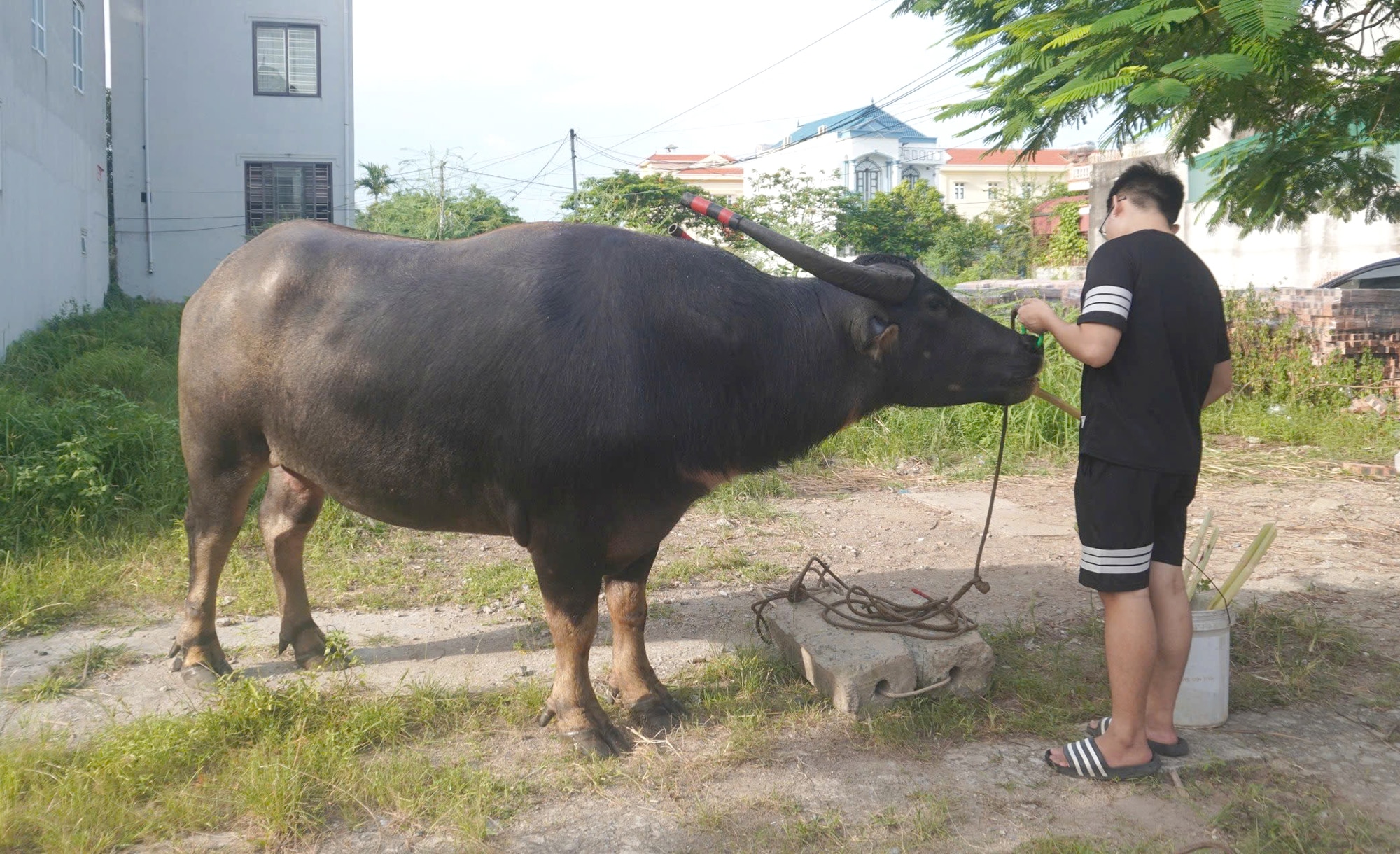 Kỳ công nghề nuôi trâu chọi ở Đồ Sơn- Ảnh 1.