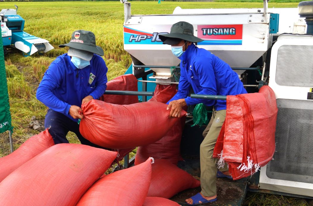 Nông dân trồng lúa chất lượng cao, giảm phát thải được doanh nghiệp liên kết thu mua lúa. Ảnh: Phương Anh