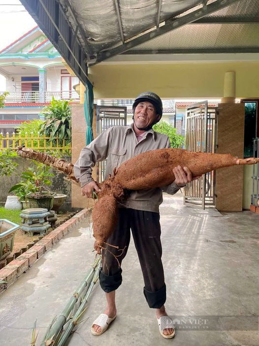 Nông dân Hà Tĩnh đào được củ sắn nặng 25kg, dài hơn 1m - Ảnh 1.