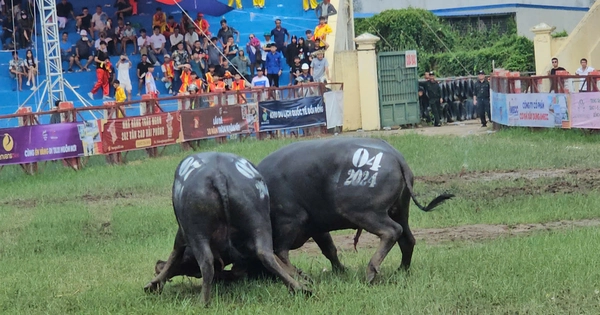 Chọi trâu Đồ Sơn 2024: Những điều chưa biết về 