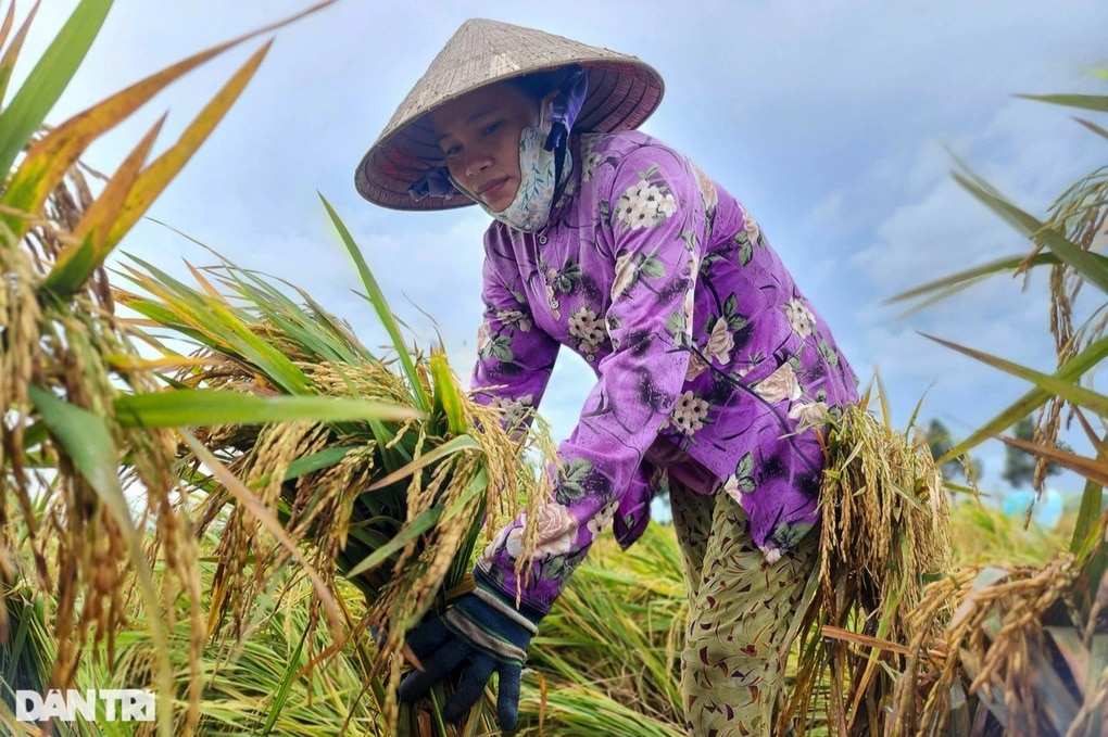 Những vựa lúa trĩu bông được người dân Hậu Giang cứu ra sao sau mưa bão? - 1