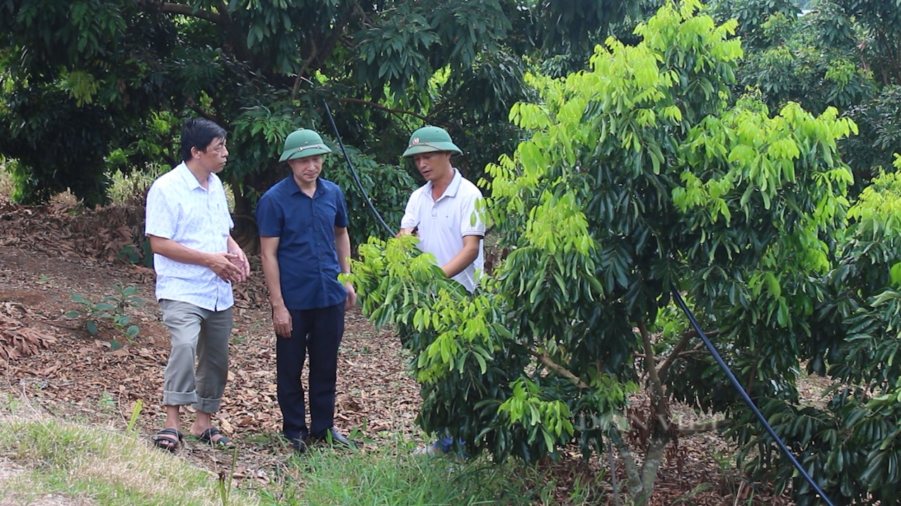 Nông dân Sơn La trồng nhãn chín sớm ra quả ngọt lịm, giá bán gấp đôi chính vụ- Ảnh 1.