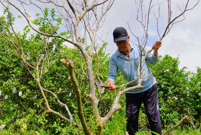 Ông Nguyễn Văn Quyết đốn bỏ những cây ổi bị chết khô để trồng cây mới. Ảnh: Phương Anh