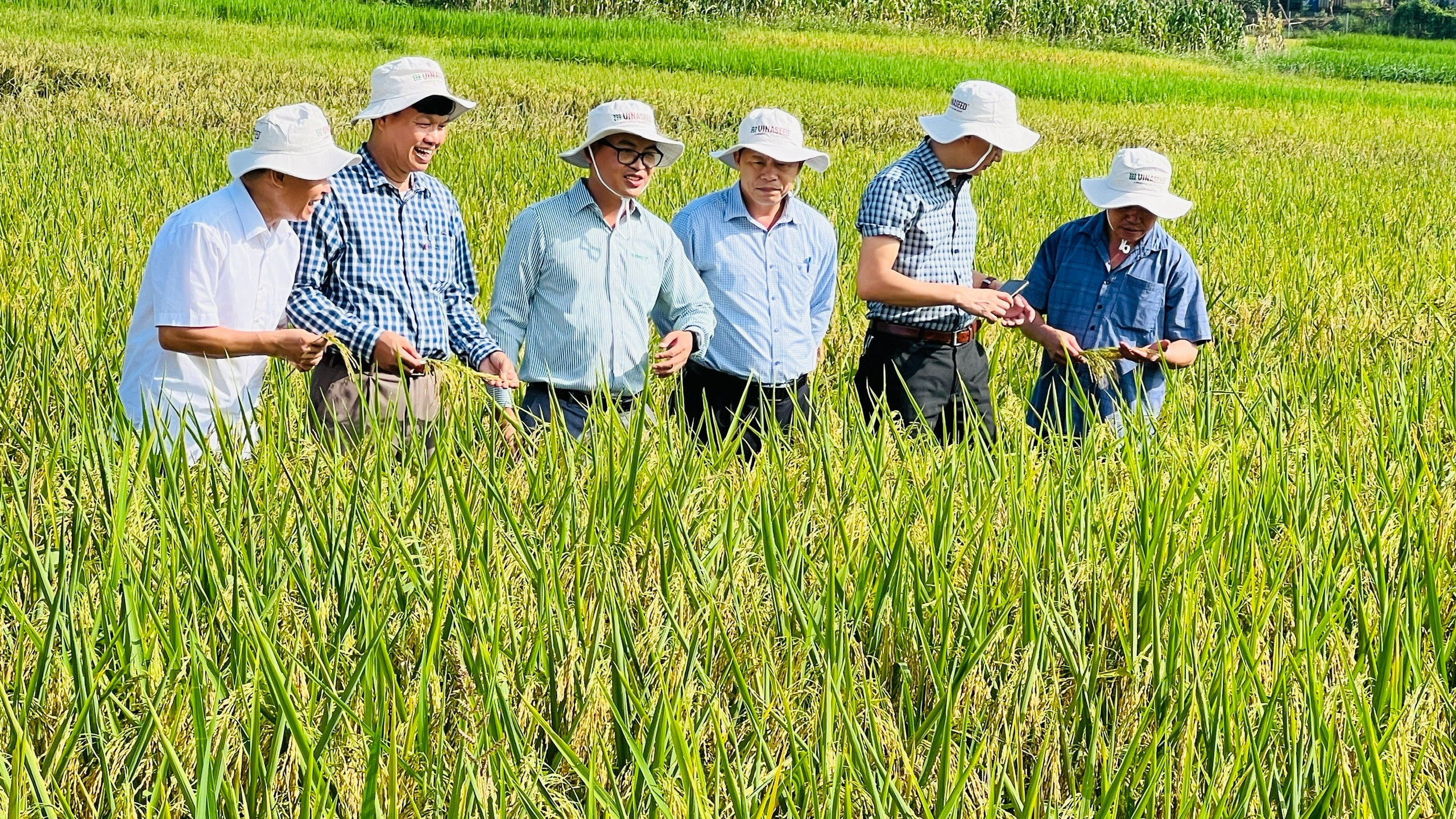 Thái Nguyên: Nông dân mong muốn được mở rộng diện tích giống lúa Thụy Hương 308- Ảnh 1.