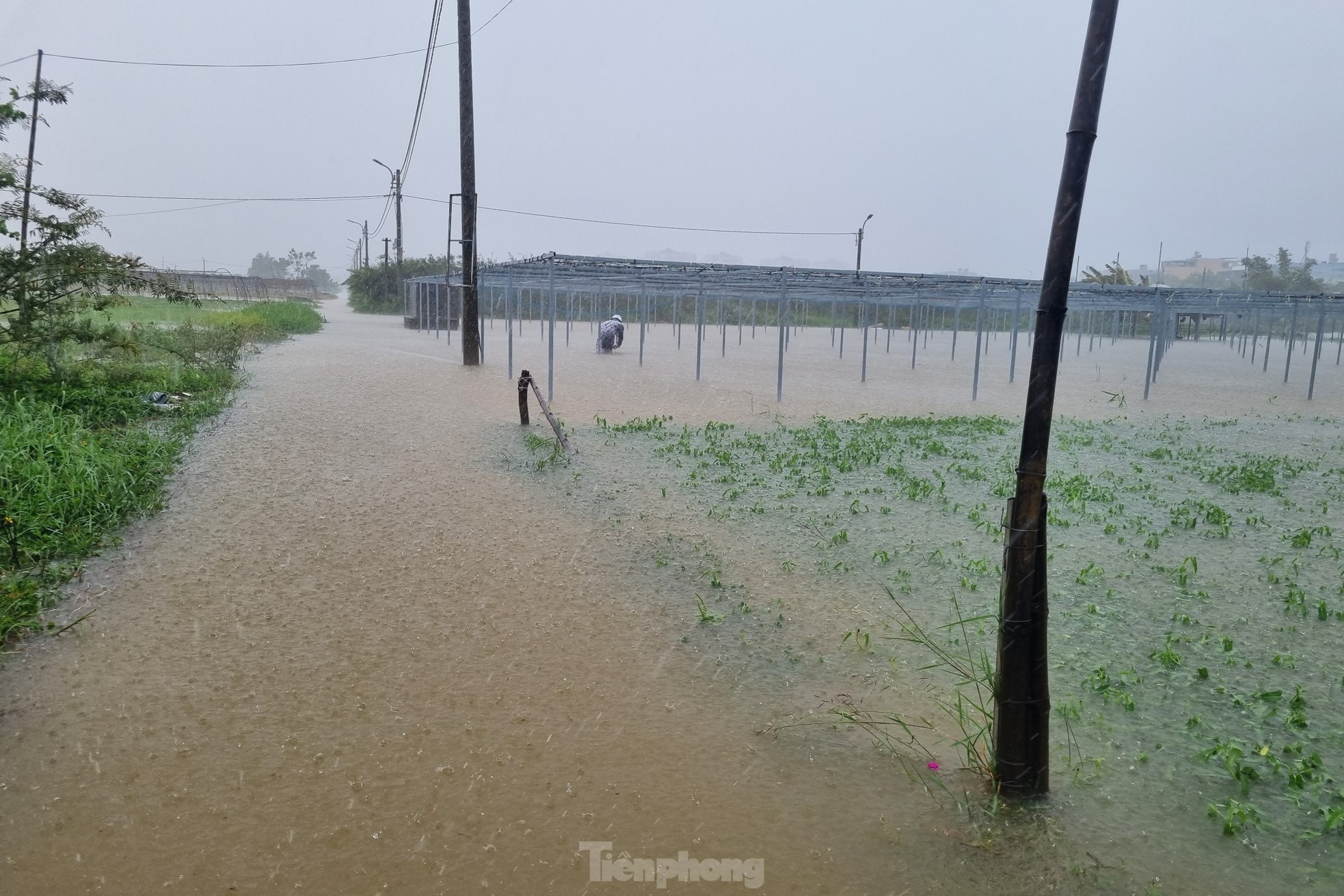 Nước bủa vây vùng rau lớn nhất Đà Nẵng sau mưa kéo dài, 'bà con không kịp trở tay' ảnh 1